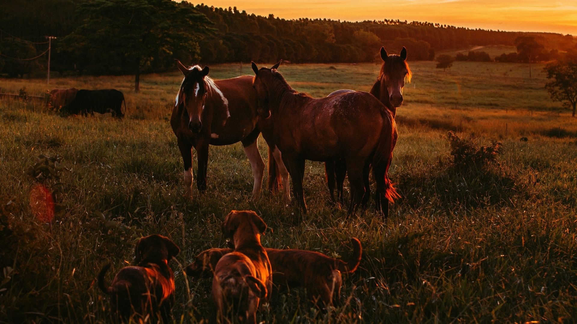 Best Veterinary Hospital In Los Lunas, NM Los Lunas Animal Clinic