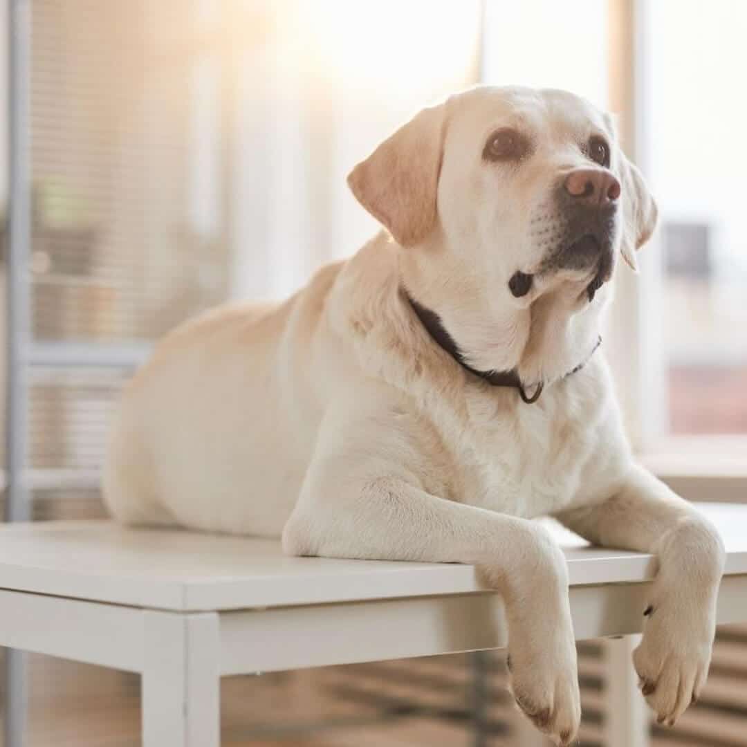 A dog sitting on a vet table