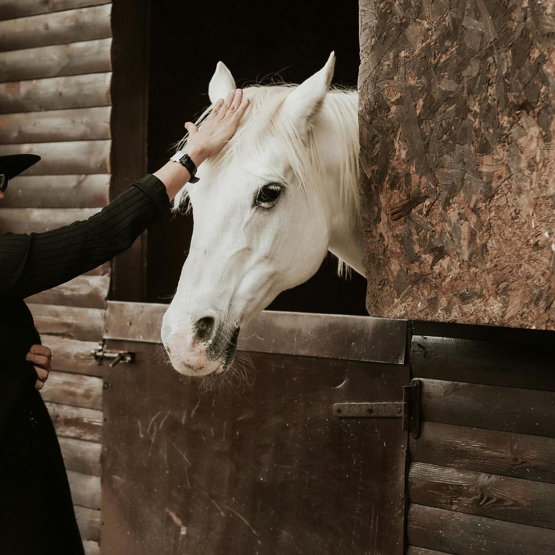 A person petting a white horse
