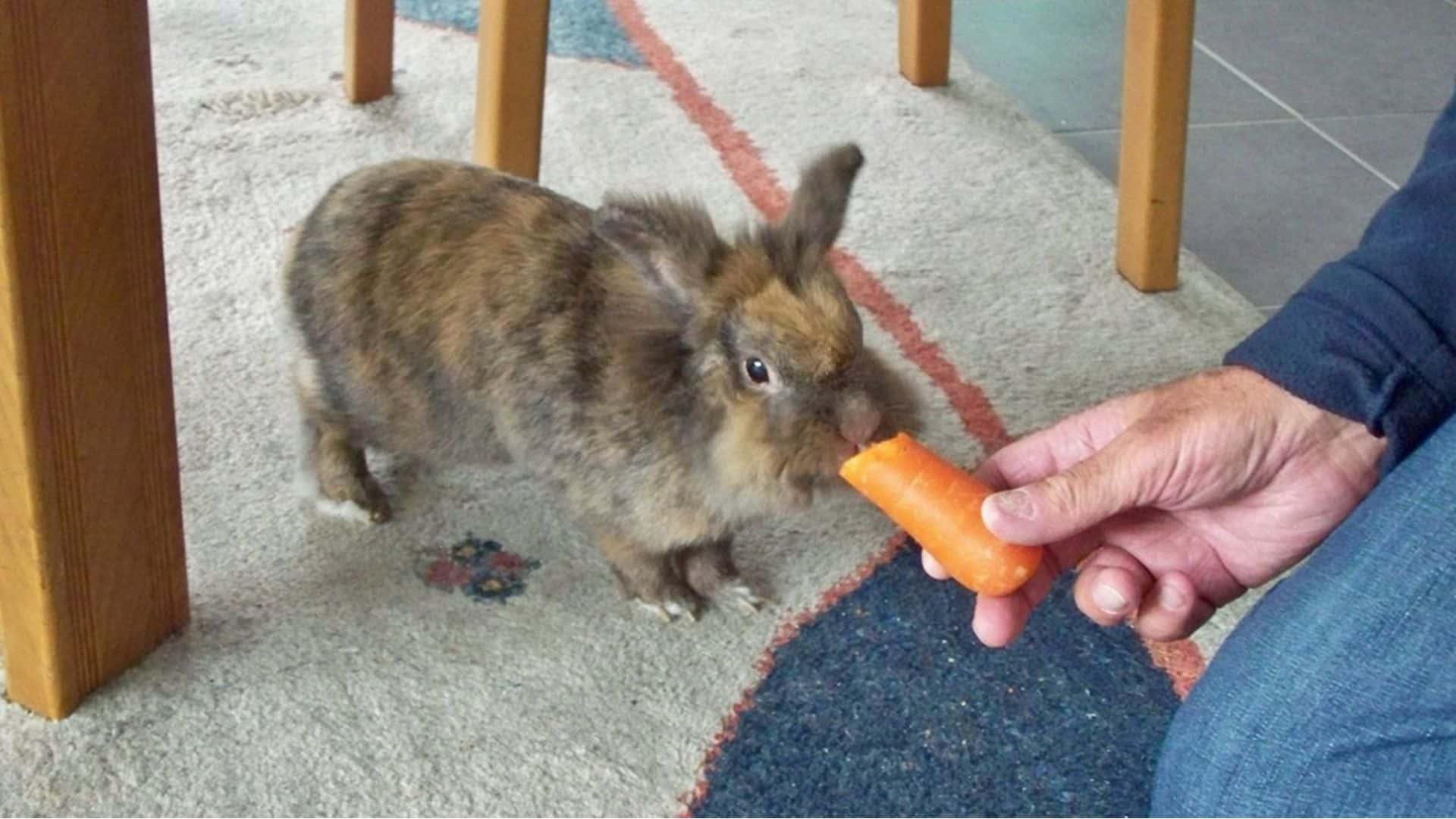 Rabbits In Los Lunas, NM | Los Lunas Animal Clinic