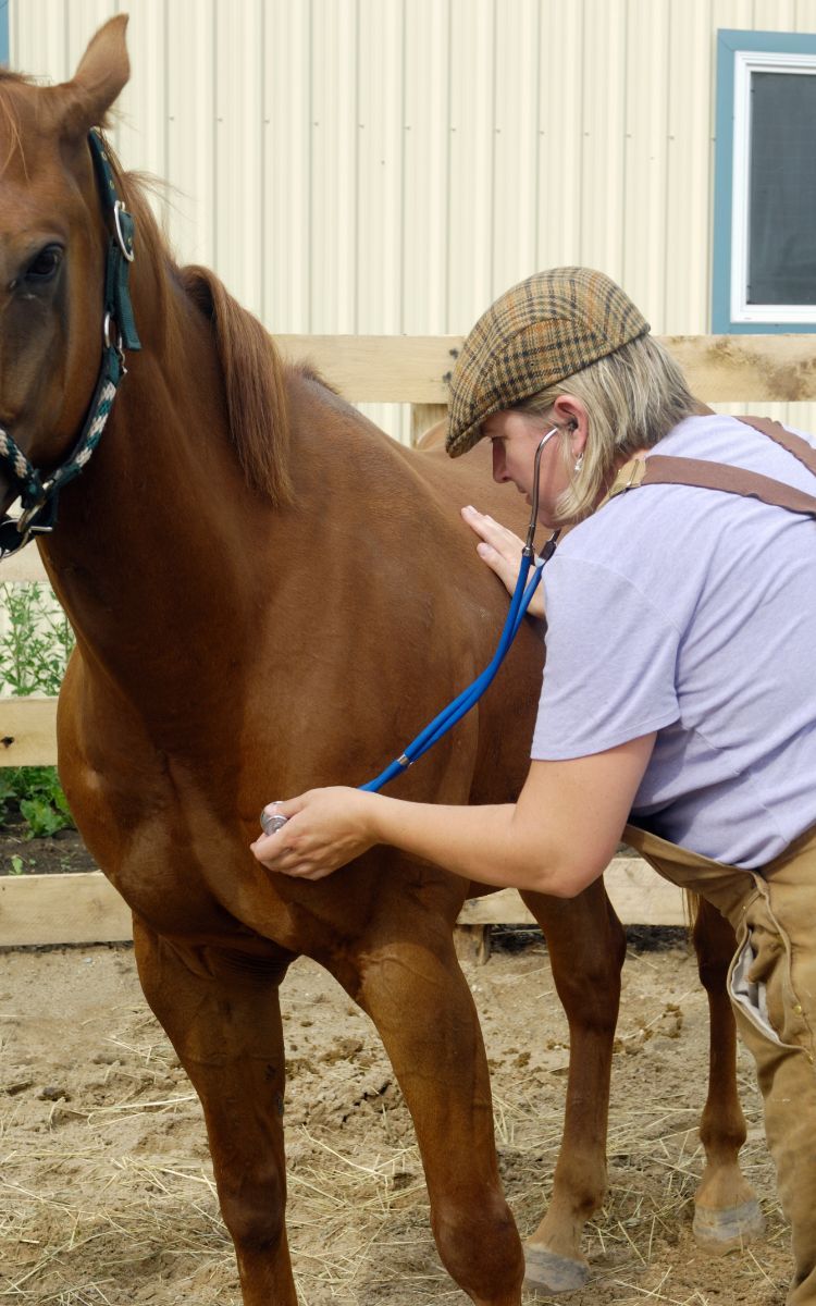 A vet examines a brown colored horse