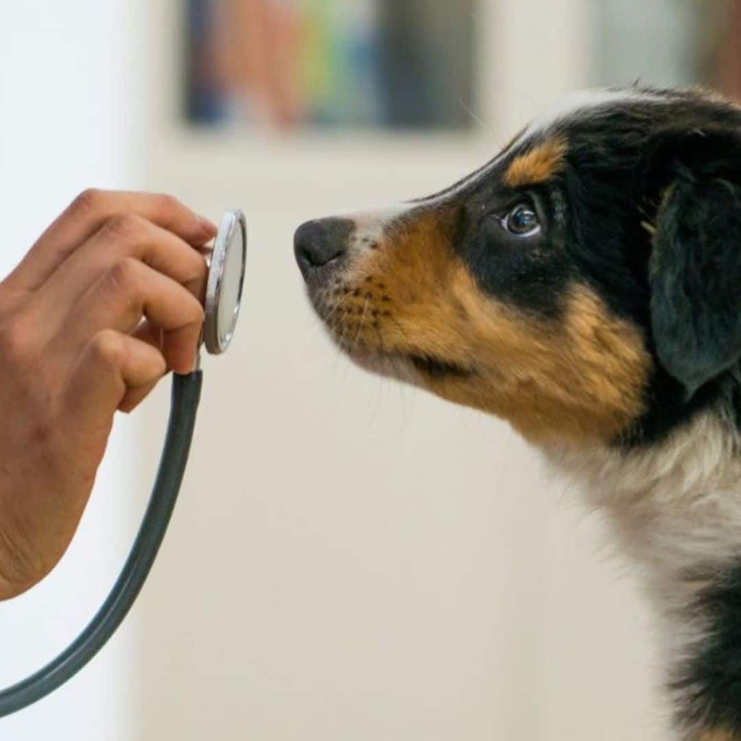 A veterinarian examines a dog using a stethoscope