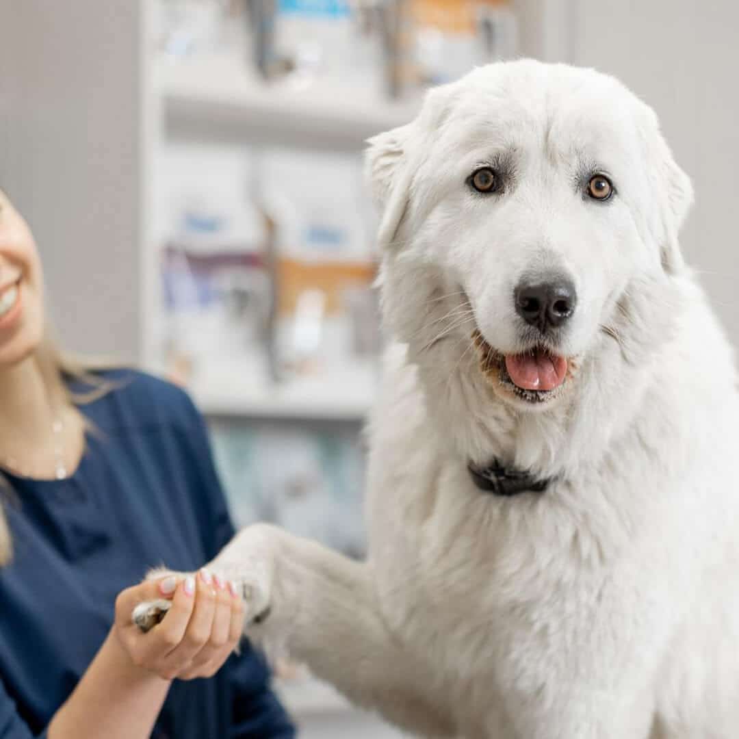 A woman is holding the paw of a white dog