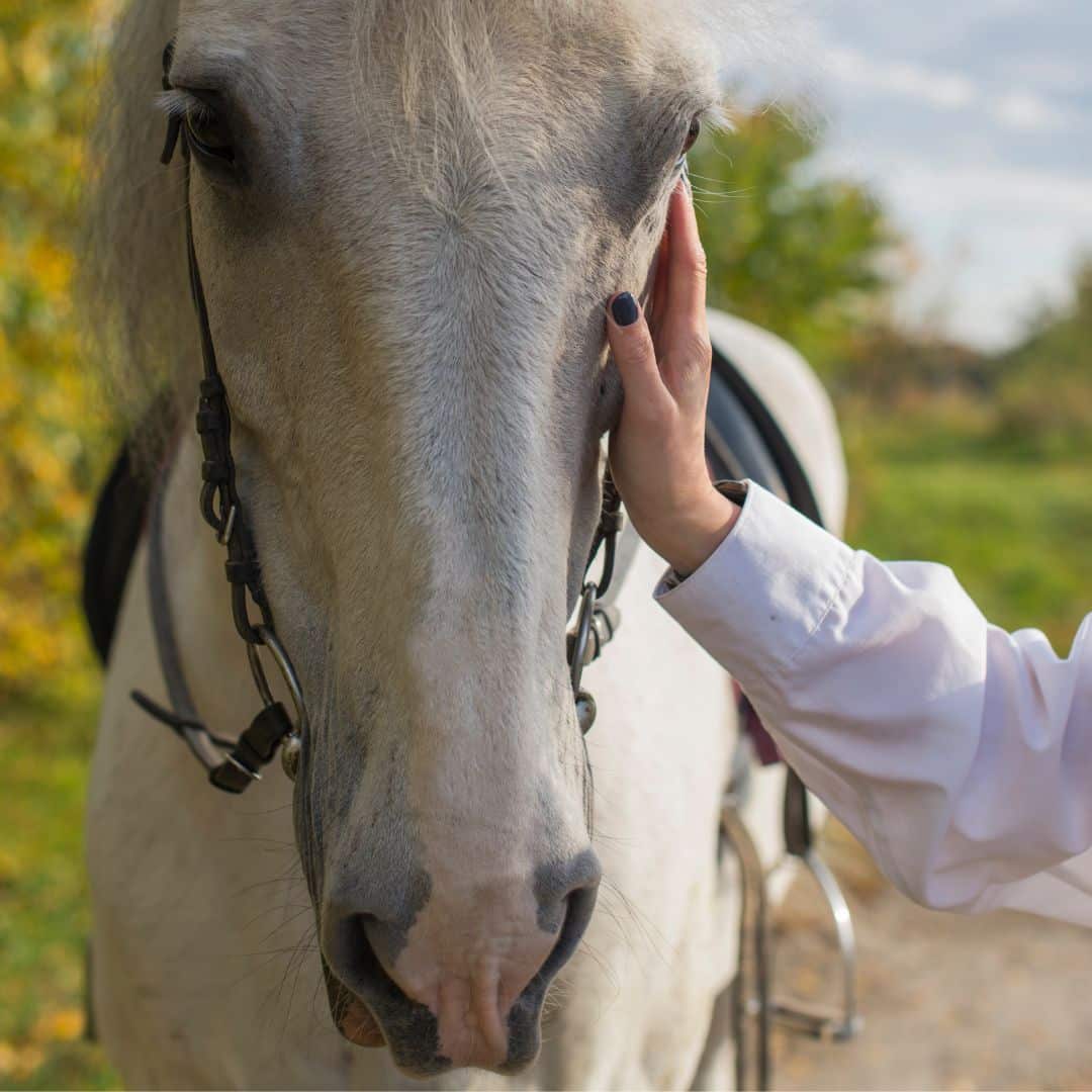 Close-up photo of a white horse