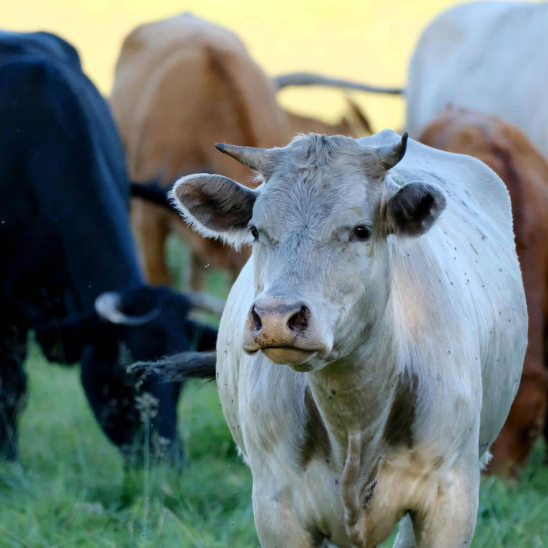 Herd of cattle