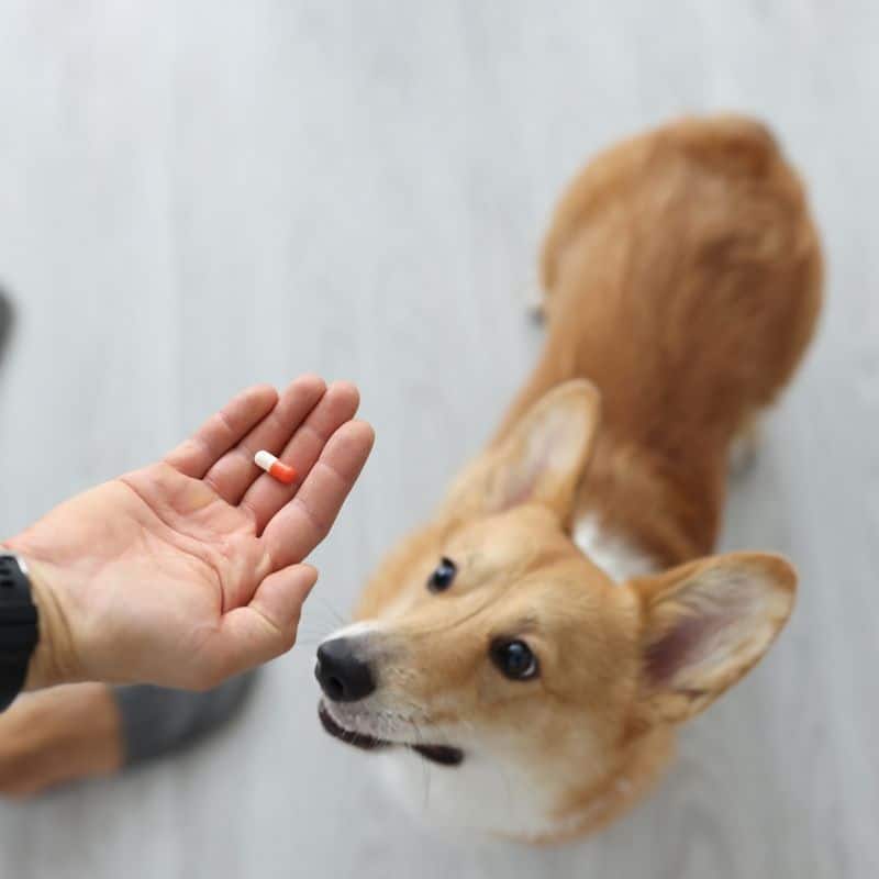 A vet is giving medicine to a dog