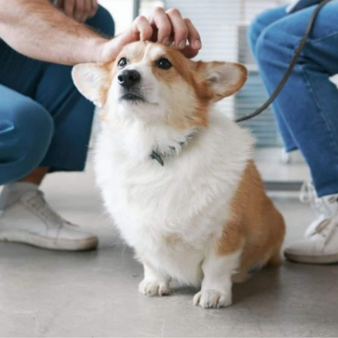 Small animal services