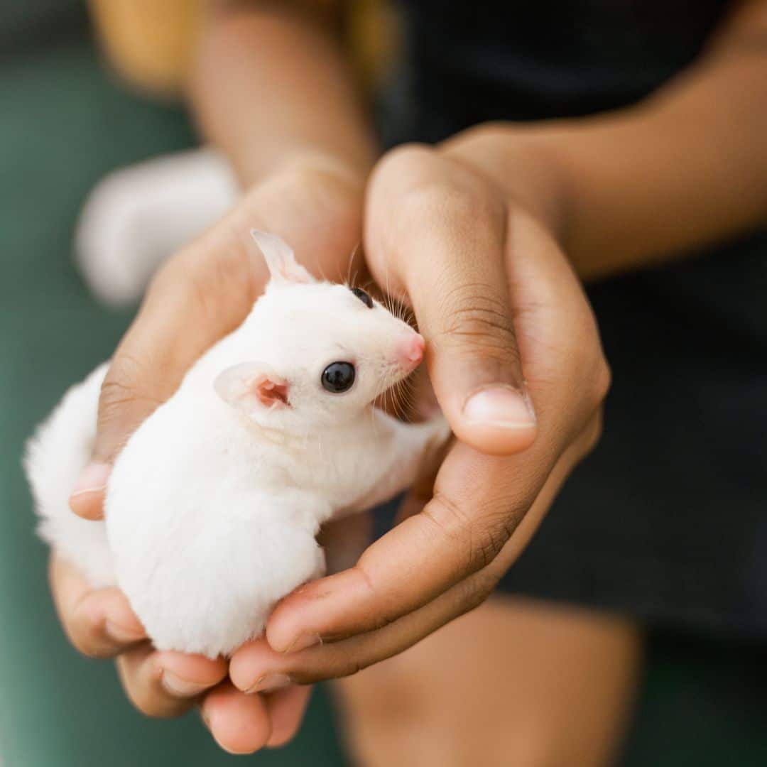Sugar glider on person's hand